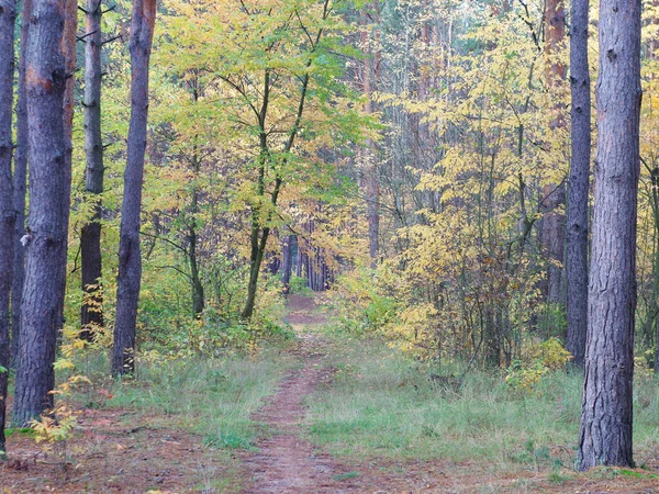 Foto Panorámica Del Bosque Otoño Bosque Pinos Con Árboles Hoja — Foto de Stock