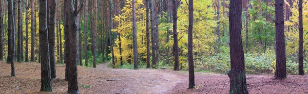Foto Panorâmica Floresta Outono Floresta Pinheiros Com Árvores Caducas — Fotografia de Stock