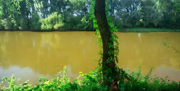 河岸上生长着一棵树 夏季风景 — 图库照片