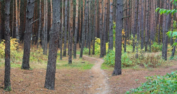 Panoramic Photo Autumn Pine Forest — Stock Photo, Image