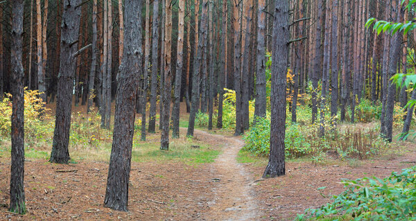 panoramic photo of the autumn pine forest.