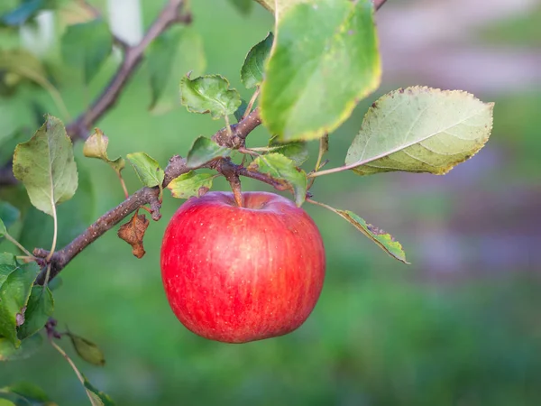 Rode Rijpe Appel Hangend Aan Een Tak Rechtenvrije Stockafbeeldingen