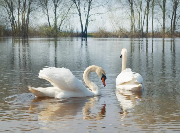 Vita Svanar Floden Flock Vita Svanar Som Flyter Vattnet — Stockfoto