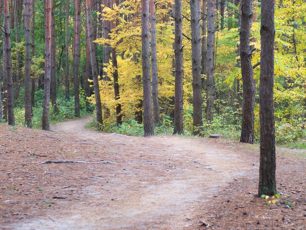 Panoramic Photo Autumn Pine Forest — Stock Photo, Image