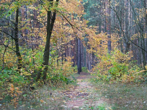 Panoramafoto Des Herbstlichen Kiefernwaldes — Stockfoto