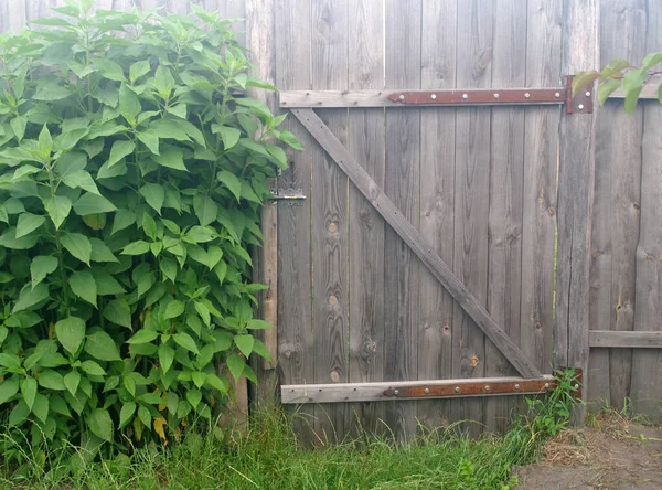 Wooden Gate Village Summer Garden — Stock Photo, Image