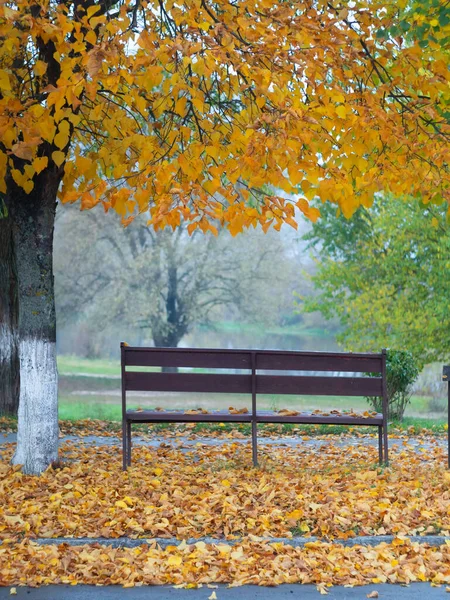 A bench under an autumn tree with fallen leaves. Autumn landscape.