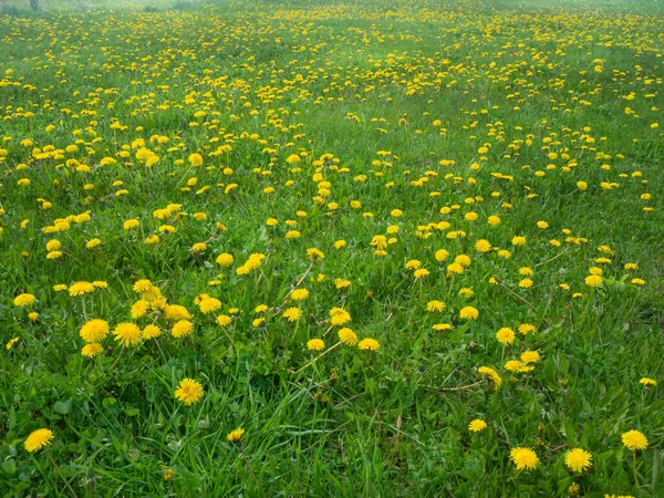 Dandelions Turning Green Meadow — Stock Photo, Image