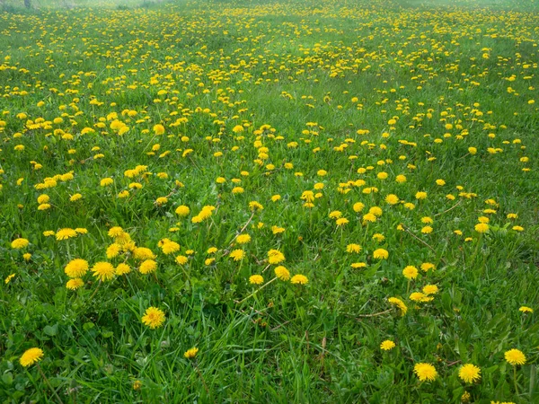 Paardebloemen Een Draaiende Groene Weide — Stockfoto