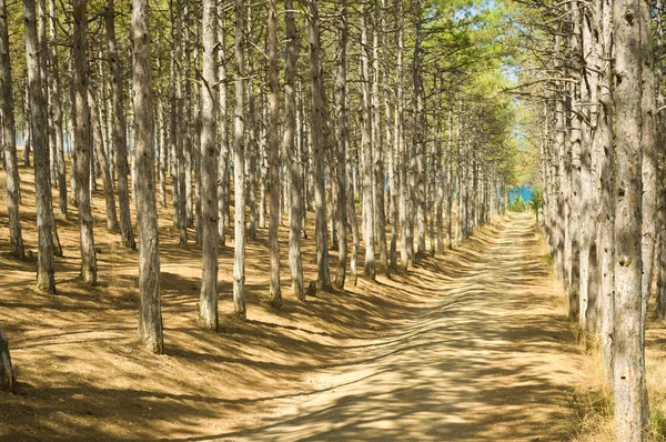 Road to pine forest — Stock Photo, Image