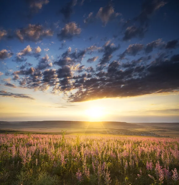 Frühlingswiese der Blumen. — Stockfoto