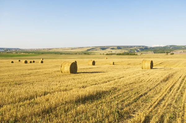 Bales of hay in a large field. — Stock Photo, Image