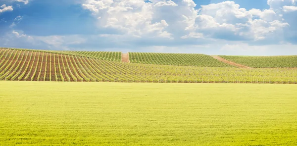 Vineyard summer landscape — Stock Photo, Image