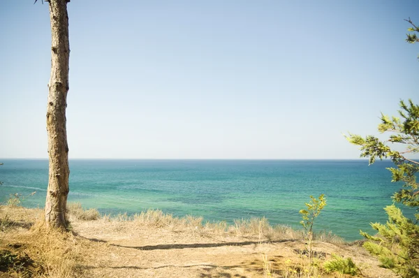 Forest Landscape with Sea — Stock Photo, Image