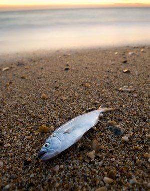 Death fish on the beach clipart