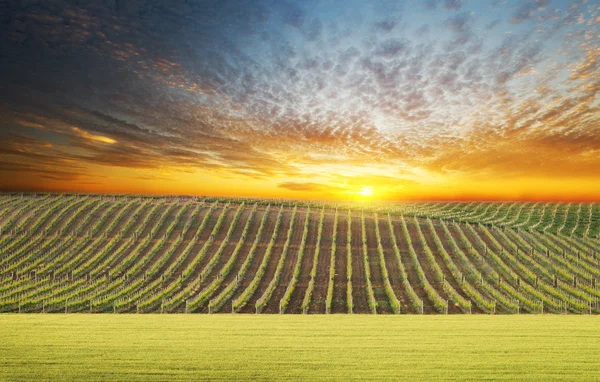 Vineyard summer landscape — Stock Photo, Image