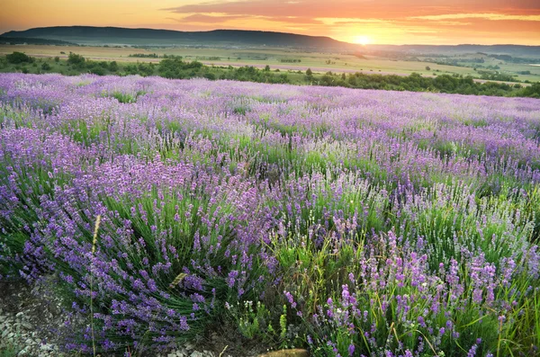 Prado de lavanda . — Foto de Stock