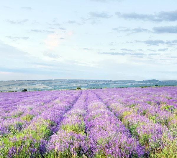 Prado de lavanda . — Fotografia de Stock