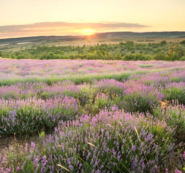 Prado de lavanda . — Fotografia de Stock