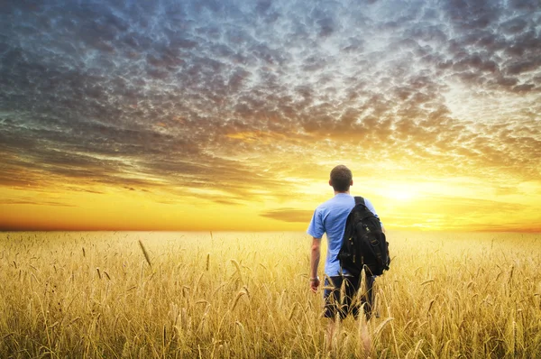 Homme dans la prairie de blé jaune . — Photo