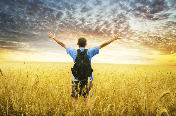 Homme dans la prairie de blé jaune . — Photo