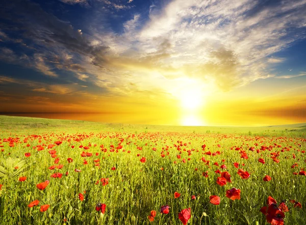 Papaveri contro il cielo del tramonto — Foto Stock