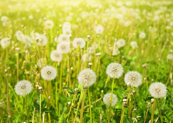 Paardebloemen op zomer weide — Stockfoto