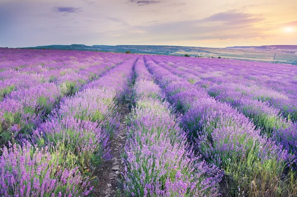 Prado de lavanda no pôr do sol . — Fotografia de Stock