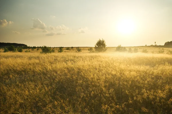 Sommerlandschaft — Stockfoto