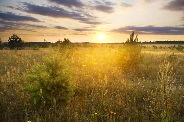 Sommerlandschaft — Stockfoto