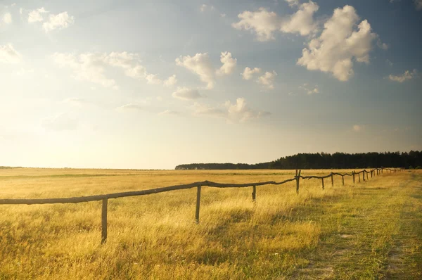 Pôr do sol de verão no campo — Fotografia de Stock