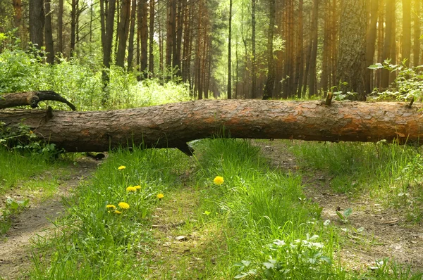 Zelené dřevoνέος επιχειρηματίας κάνει γιόγκα — Stock fotografie