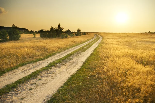 Campo estivo — Foto Stock