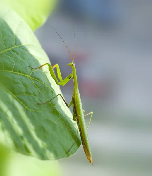 Gottesanbeterin — Stockfoto