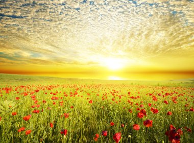 Poppies gökyüzü günbatımı