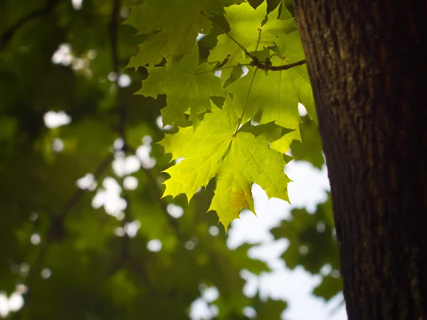 Autumn maple on the brunch — Stock Photo, Image