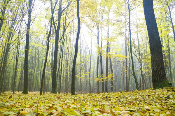 Autumn drewno na wschód — Zdjęcie stockowe