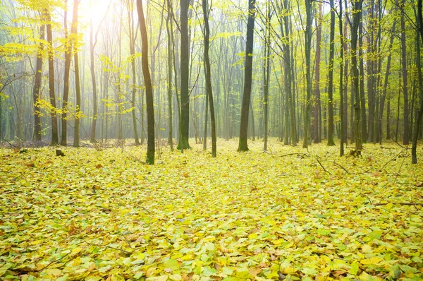 Podzimní dřevo na východ slunce — Stock fotografie