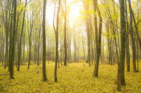 Madera de otoño al amanecer — Foto de Stock