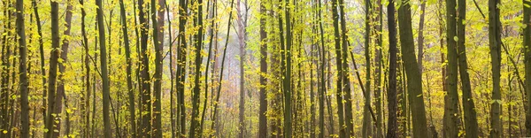 Autumn wood on sunrise — Stock Photo, Image