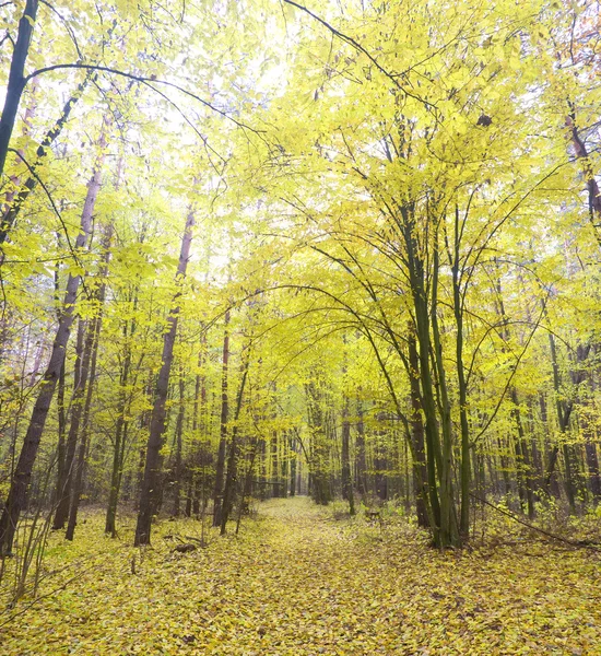 Autumn wood on sunrise — Stock Photo, Image