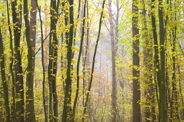 Helder gouden achtergrond — Stockfoto