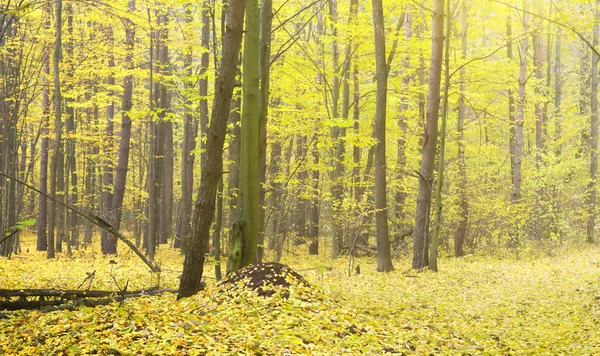 Zářivě zlaté pozadí — Stock fotografie