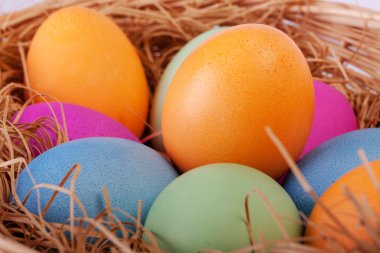Portre renkli Paskalya yumurta yuvada