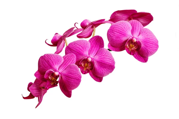 Lila Orchideenblüten auf weißem Hintergrund — Stockfoto