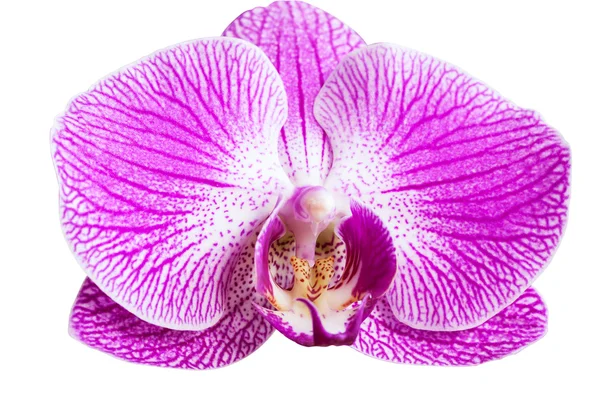 Nahaufnahme lila Orchideenblume — Stockfoto