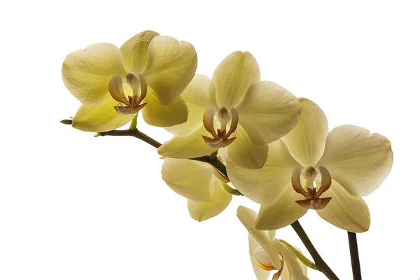 Orchideenzweig im Gegenlicht — Stockfoto