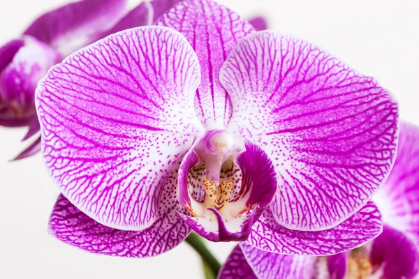 Nahaufnahme lila Orchideenblume — Stockfoto