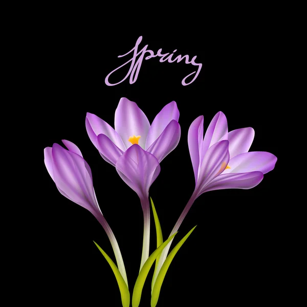 Spring violet crocuses on black — Stock Vector