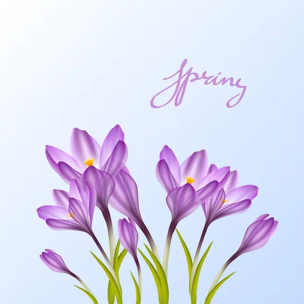 Spring violet crocuses on white — Stock Vector